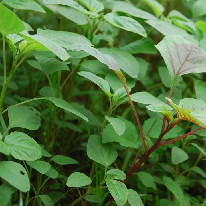 HẠT GIỐNG RAU DỀN XANH - GÓI 20 GRAM