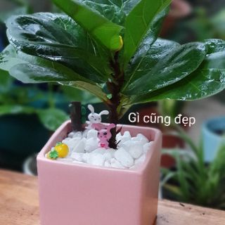 1 Cây bàng Sing nhiều kích thước