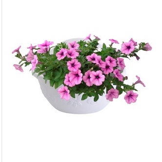Chậu nhựa ốp tường hoa 34cm hoạ tiết hoa nổi kèm lót và nút chống rỉ nước size 2_Chậu ốp thông minh, tiện lợi