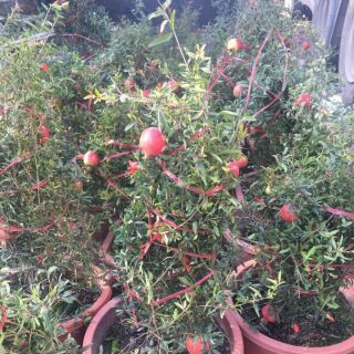 Cây lựu đỏ lùn tứ mùa đang quả