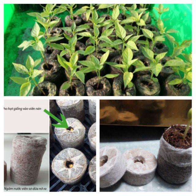 50 Viên Nén Xơ Dừa Ươm Hạt 100% Hữu Cơ - Tiện Dụng - Hiệu Quả Cao
