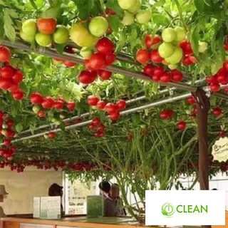 Hạt giống cà chua bạch tuột
