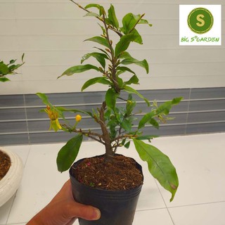 Mai Giảo Phú Tân Gốc Quái