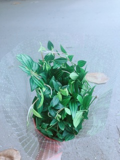 Cây Bình An Xanh