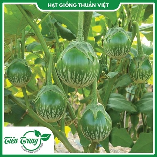 Hạt giống cà dĩa da ếch tn