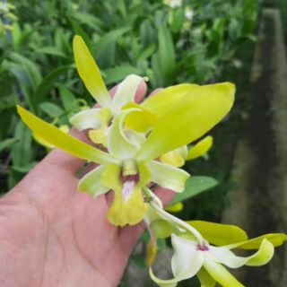 Hoa lan thỏ vàng