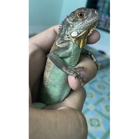 Iguana nam mỹ