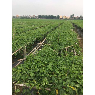 Cây giống Hoa Thiên Lý - Hoa Xanh Siêu Hoa