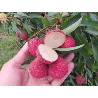 Cây giống Vải không hạt. [ siêu sớm trái cây bầu lớn ].