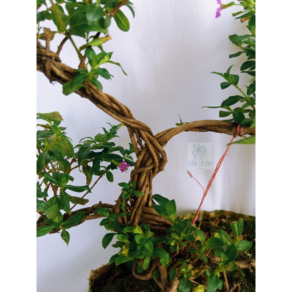 Cây tết tóc bonsai thế tam đa tán lá thành 3 tầng xòe đều các  rất đẹp