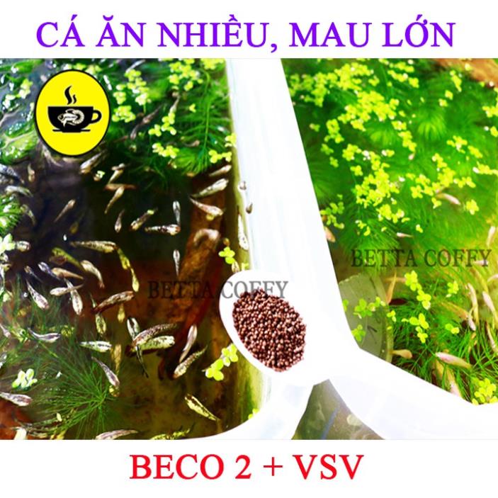 Thùng Nhựa Nuôi Cá tròn vuông khây chữ nhật ép đẻ Betta - Guppy