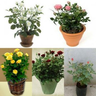 [GIÁ GỐC] COMBO 2 gói hạt giống hoa hồng tỉ muội TẶNG 1 kích mầm
