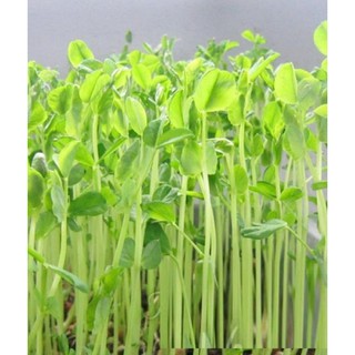 HẠT RAU MẦM ĐẬU HÀ LAN - GÓI 50 GRAM