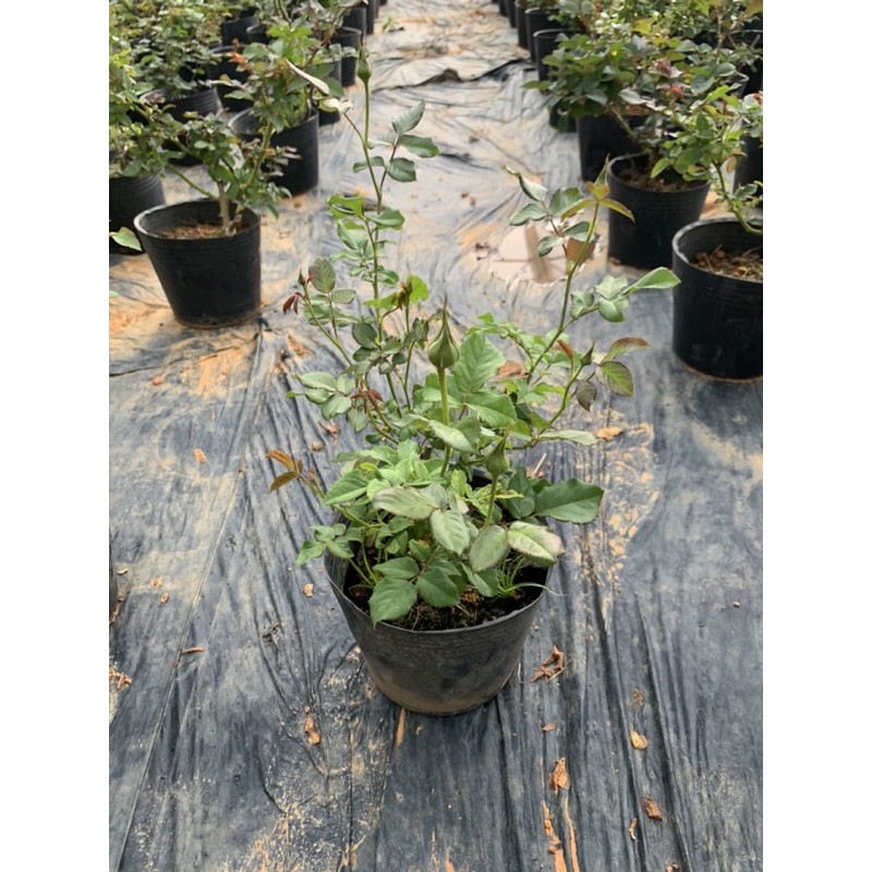 Cây hoa hồng bụi Masora màu cam, cây nguyên chậu cao 50-60cm. thienan22916