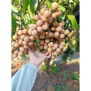 Long nhãn sấy khô 200gr