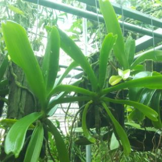Phong lan ngọc điểm giò ghép gỗ