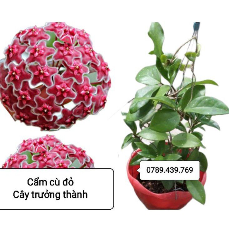 Lan cẩm cù đỏ cây trưởng thành