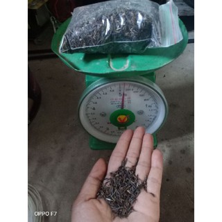 100gam hạt giống hoa sao nhái ( hoa cánh bướm)