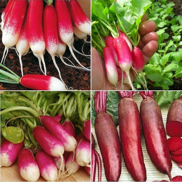  Hạt Giống Củ Cải Đỏ Dài - Gói 2 Gram