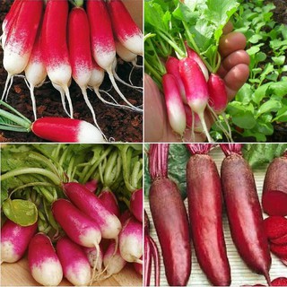 Hạt Giống Củ Cải Đỏ Dài F1 - ( 1 gói 5gram )