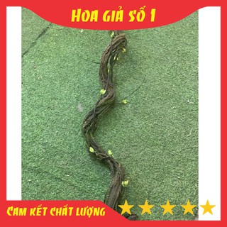 Gốc hồng cổ, gốc hoa hồng leo dài 1m5 làm khung cây, trang trí tường