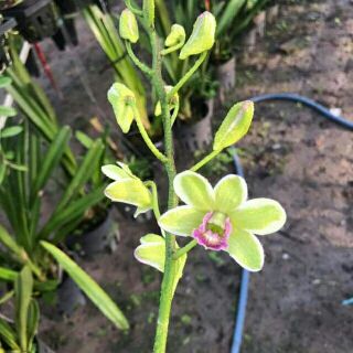 Denro đột biến lá