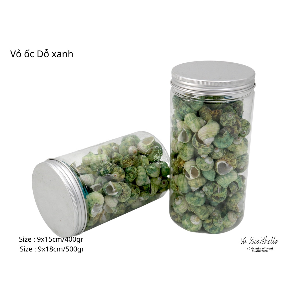 Vỏ Ốc Biển - Hủ Vỏ Ốc Dỗ Xanh - Dùng Trong Trang Trí - Decor Chụp Ảnh