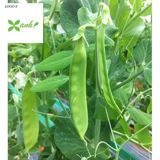 Hạt giống Đậu Hà Lan (Lấy Trái) (20g)