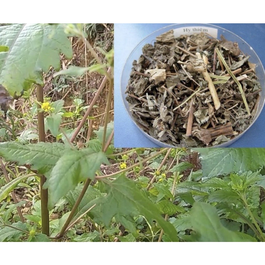 Hy Thiêm khô 1kg hàng chuẩn loại 1 Dược liệu Tây Bắc