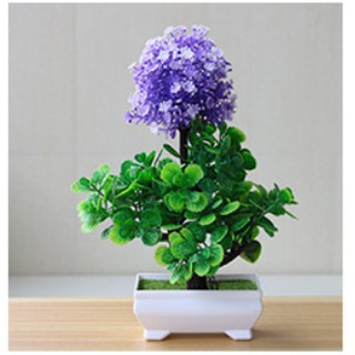 Chậu hoa bonsai để bàn