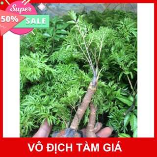 Giống Chuẩn Cây đinh năng ta