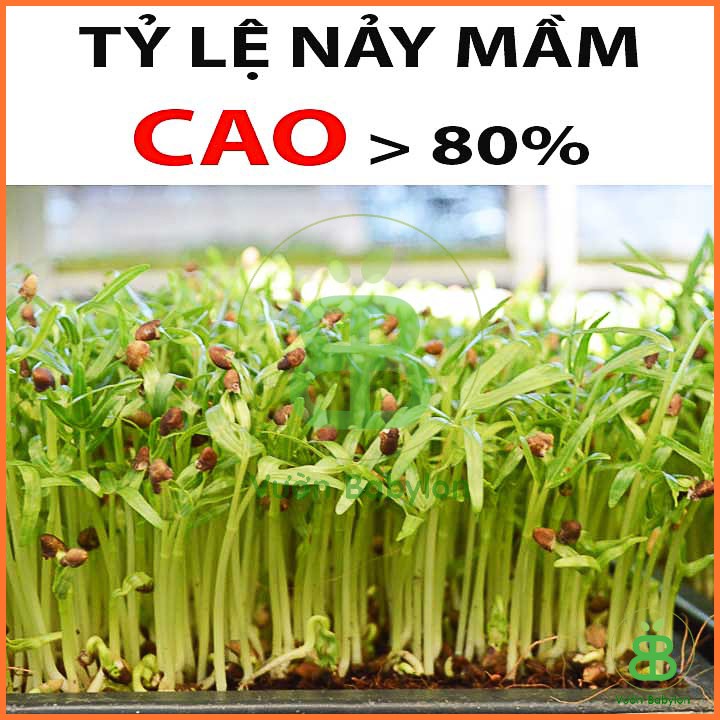 Hạt Giống Rau Mầm Rau Muống 160G - Hạt Giống Mầm Rau Muống Giòn Ngọt, Giàu Dinh Dưỡng