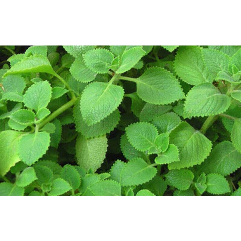 Rau Húng Chanh tươi 300gr, đóng gói hút ẩm, đảm bảo tươi nguyên