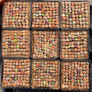 [HOT] SEN LITHOPS SIZE 0,5-3CM (SEN MÔNG; THẠCH LAN) / SEN ĐÁ SIÊU DỄ TRỒNG, NHANH LỚN