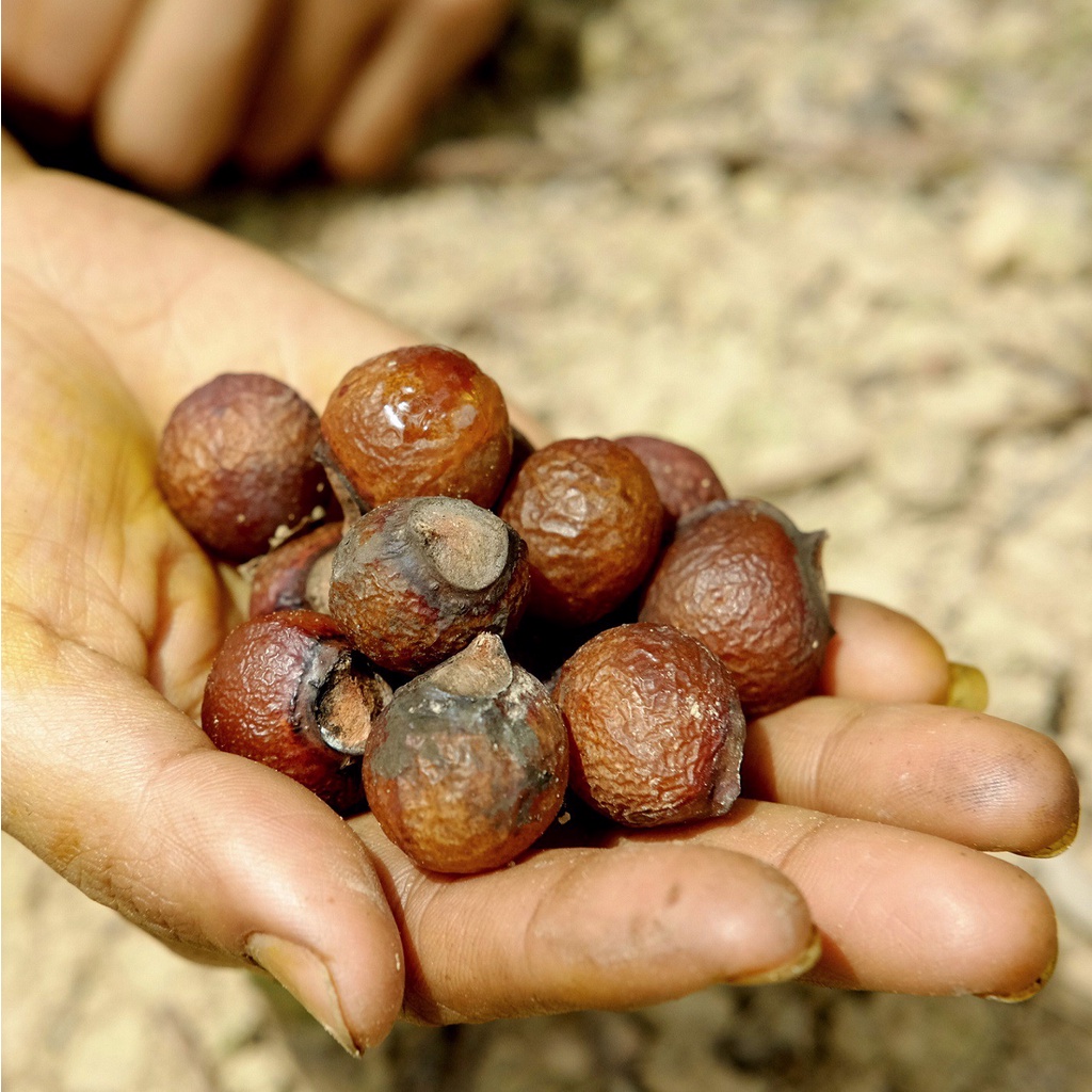 BỒ HÒN TÁCH HẠT VIETHERB