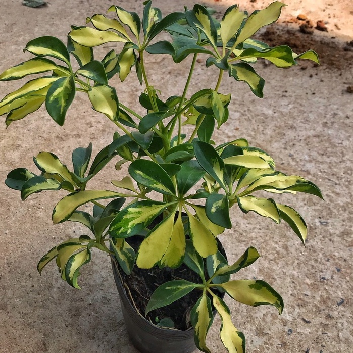 Cây ngũ gia bì cẩm thạch chiều cao 30-35cm lá cây đẹp bắt mắt, sức sống tốt thích hợp trang trí cảnh quan sân vườn