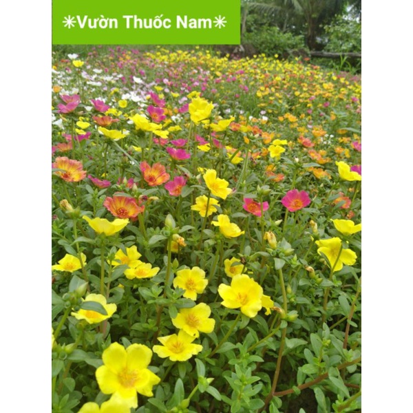 Cành giống hoa sam đủ màu sắc dể trồng dễ chăm sóc nhiều hoa