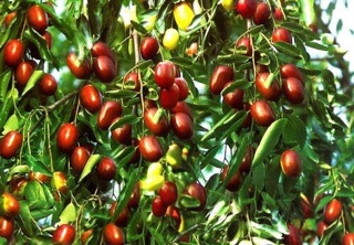 Táo đỏ sấy khô
