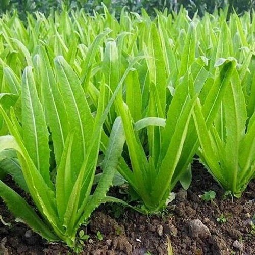 [Seeds] Hạt giống xà lách lá nhọn (Rau diếp thơm) Rado, đóng gói 10gr