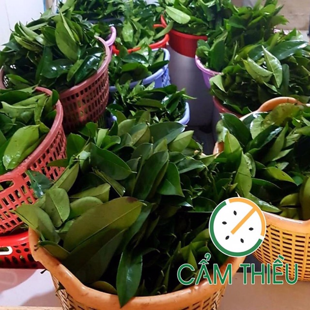 Trà lá mãng cầu xiêm 500g, Cẩm Thiề chi nhánh Hà Nội