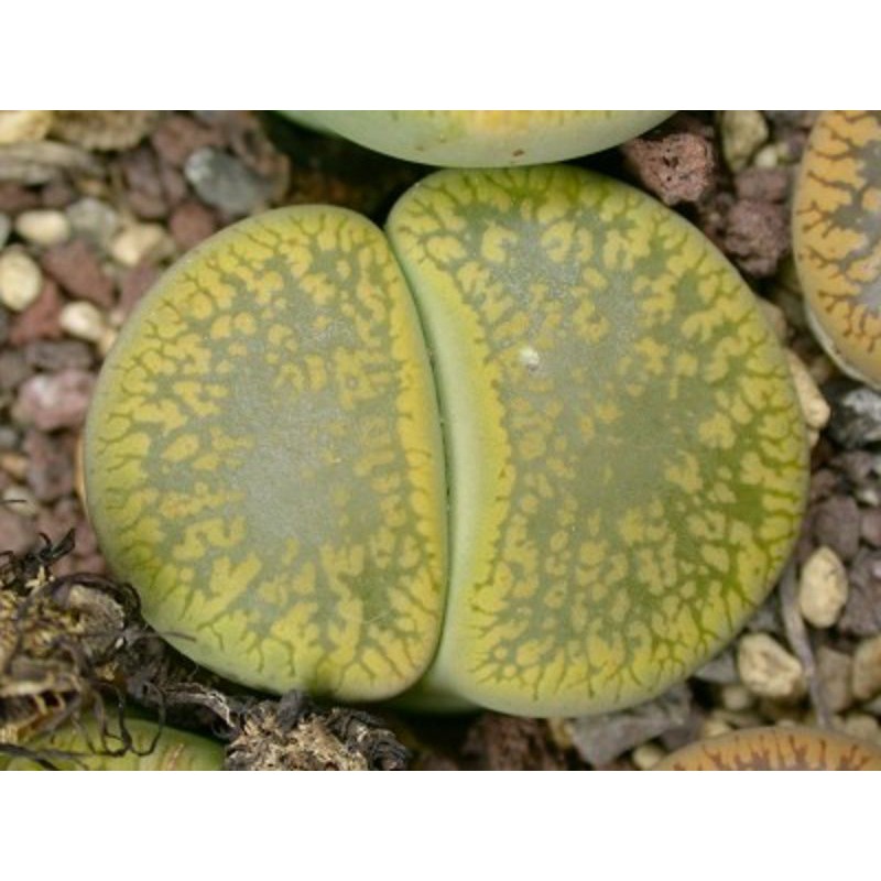 Lithops Jackson's Jade C395