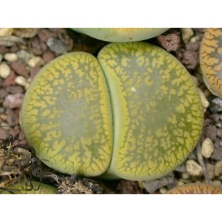 Lithops Jackson's Jade C395