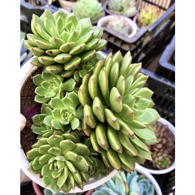 Sen đá ruby xanh bụi size 12cm