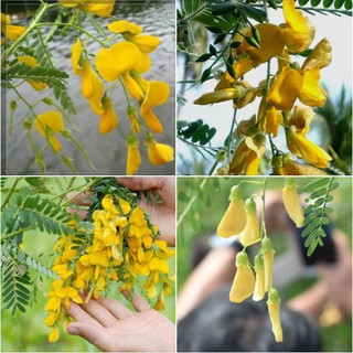 50 Hạt Giống Hoa Điên Điển F1 (Kèm kích thích hạt nảy mầm)