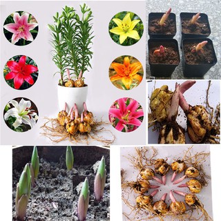 5 củ giống hoa ly cao đã có mầm