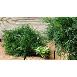 Hạt giống rau thì là 5 gram