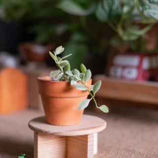 Chậu đất nung - KT: 11 x 11.5cm