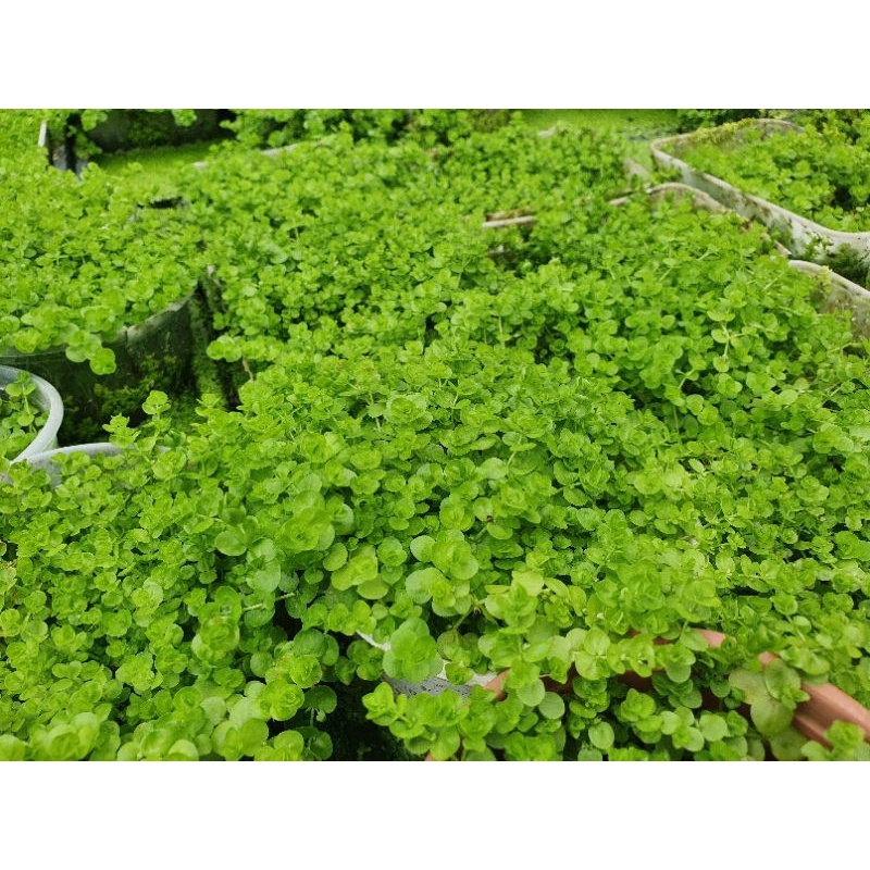 Trân Châu Lá Tròn- Huấn Sinh Vật Cảnh
