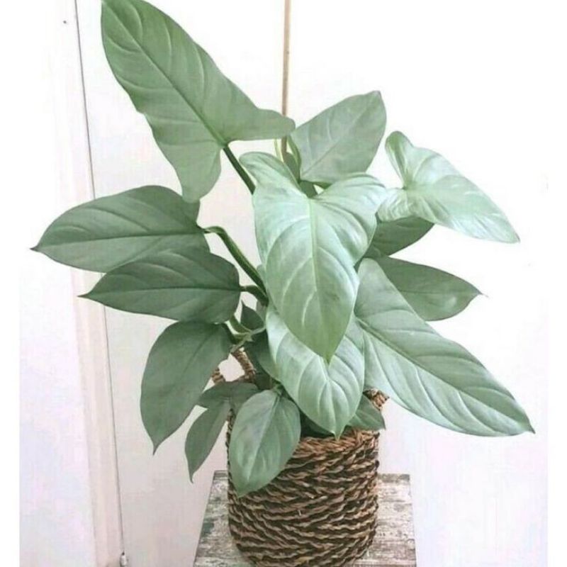 Chậu cứng Trầu bà Philodendron Hastatum