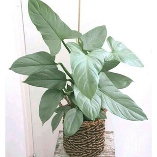 Chậu cứng Philodendron Hastatum - Trầu bà kiếm bạc